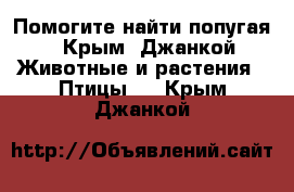 Помогите найти попугая - Крым, Джанкой Животные и растения » Птицы   . Крым,Джанкой